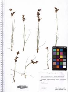 Juncus compressus Jacq., Eastern Europe, Middle Volga region (E8) (Russia)