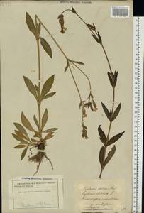 Silene latifolia subsp. alba (Mill.) Greuter & Burdet, Eastern Europe, Latvia (E2b) (Latvia)