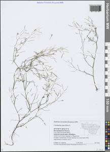 Cardamine parviflora L., Eastern Europe, Central region (E4) (Russia)