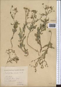 Haplophyllum versicolor Fisch. & C. A. Mey., Middle Asia, Syr-Darian deserts & Kyzylkum (M7) (Uzbekistan)