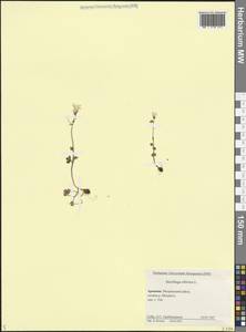 Saxifraga sibirica L., Caucasus, Armenia (K5) (Armenia)