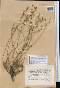 Limonium suffruticosum (L.) Kuntze, Middle Asia, Caspian Ustyurt & Northern Aralia (M8) (Kazakhstan)
