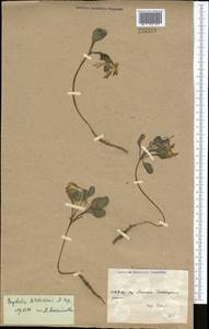 Corydalis aitchisonii Popov, Middle Asia, Kopet Dag, Badkhyz, Small & Great Balkhan (M1) (Turkmenistan)