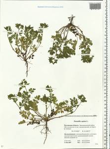 Potentilla supina L., Eastern Europe, Rostov Oblast (E12a) (Russia)