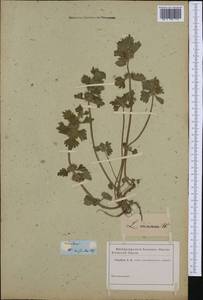 Lamium purpureum var. hybridum (Vill.) Vill., Western Europe (EUR)