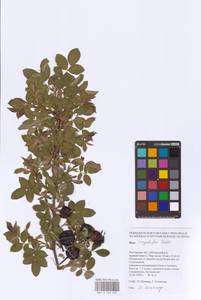 Rosa corymbifera Borkh., Eastern Europe, Rostov Oblast (E12a) (Russia)