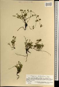 Thymus dahuricus Serg., Mongolia (MONG) (Mongolia)