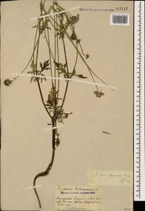 Scabiosa columbaria L., Caucasus, Azerbaijan (K6) (Azerbaijan)
