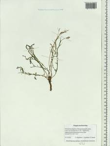 Polygala tenuifolia Willd., Siberia, Baikal & Transbaikal region (S4) (Russia)