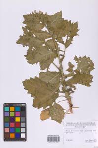 Hyoscyamus niger L., Eastern Europe, Moscow region (E4a) (Russia)