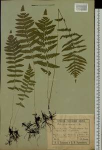 Thelypteris palustris Schott, Siberia, Western Siberia (S1) (Russia)