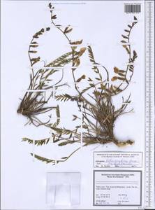 Astragalus halicacabus Lam., South Asia, South Asia (Asia outside ex-Soviet states and Mongolia) (ASIA) (Turkey)
