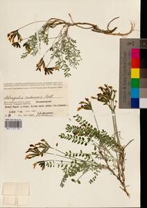 Astragalus reduncus Pall., Eastern Europe, Lower Volga region (E9) (Russia)