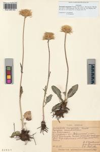 Klasea marginata (Tausch) Kitag., Siberia, Altai & Sayany Mountains (S2) (Russia)