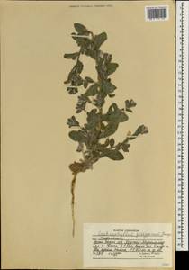 Lachnophyllum gossypinum Bunge, South Asia, South Asia (Asia outside ex-Soviet states and Mongolia) (ASIA) (Afghanistan)