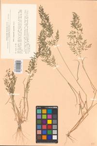 Eragrostis minor Host, Eastern Europe, North Ukrainian region (E11) (Ukraine)