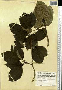 Populus suaveolens subsp. maximowiczii (A. Henry) Tatew., Siberia, Russian Far East (S6) (Russia)