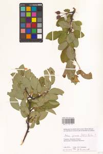 Malus sylvestris Mill., Eastern Europe, South Ukrainian region (E12) (Ukraine)