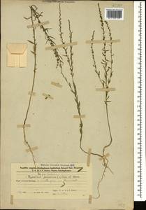 Thymelaea passerina (L.) Coss. & Germ., Caucasus, Azerbaijan (K6) (Azerbaijan)