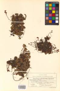 Saxifraga cherlerioides D. Don, Siberia, Russian Far East (S6) (Russia)