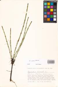 Equisetum × moorei Newman, Eastern Europe, Moscow region (E4a) (Russia)