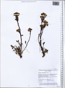Pedicularis rhinanthoides, Middle Asia, Northern & Central Tian Shan (M4) (Kyrgyzstan)
