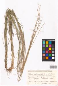 Elymus reflexiaristatus (Nevski) Melderis, Eastern Europe, Eastern region (E10) (Russia)