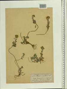 Alyssum gmelinii Jord. & Fourr., Eastern Europe, Moscow region (E4a) (Russia)