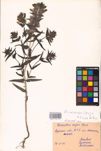 MHA 0 162 118, Rhinanthus serotinus var. vernalis (N.W.Zinger) Janch., Eastern Europe, Central forest-and-steppe region (E6) (Russia)