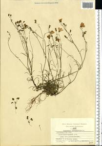 Campanula rotundifolia L., Eastern Europe, Central region (E4) (Russia)