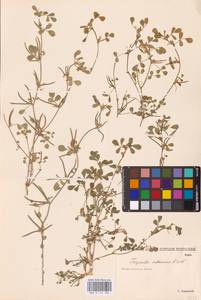 Medicago orthoceras (Kar. & Kir.) Trautv., Eastern Europe, Lower Volga region (E9) (Russia)