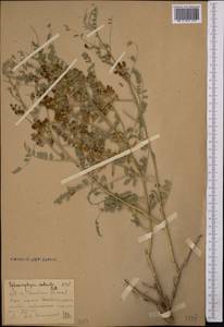 Sphaerophysa salsula (Pall.)DC., Middle Asia, Syr-Darian deserts & Kyzylkum (M7)