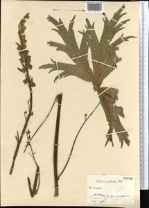 Aconitum anthoroideum DC., Middle Asia, Dzungarian Alatau & Tarbagatai (M5) (Kazakhstan)