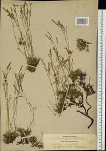 Dianthus arenarius, Eastern Europe, North-Western region (E2) (Russia)