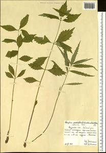 Adenophora sublata Kom., Siberia, Russian Far East (S6) (Russia)