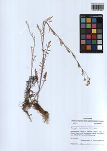 Rorippa sylvestris (L.) Besser, Siberia, Altai & Sayany Mountains (S2) (Russia)