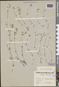 Cerastium beeringianum Cham. & Schltdl., Siberia, Central Siberia (S3) (Russia)