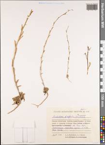 Transberingia bursifolia (DC.) Al-Shehbaz & O'Kane, Siberia, Yakutia (S5) (Russia)