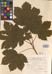 Acer pseudoplatanus L., Eastern Europe, West Ukrainian region (E13) (Ukraine)