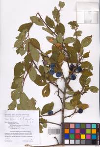 Prunus domestica × spinosa, Eastern Europe, Central forest-and-steppe region (E6) (Russia)