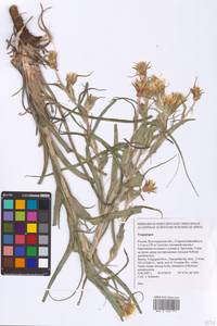 Tragopogon, Eastern Europe, Lower Volga region (E9) (Russia)