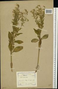 Silene dichotoma, Eastern Europe, North-Western region (E2) (Russia)