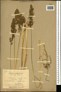 Deschampsia cespitosa (L.) P.Beauv., Caucasus, Armenia (K5) (Armenia)
