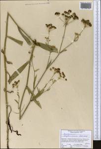 Bupleurum krylovianum Schischk. ex G. V. Krylov, Middle Asia, Northern & Central Tian Shan (M4) (Kyrgyzstan)