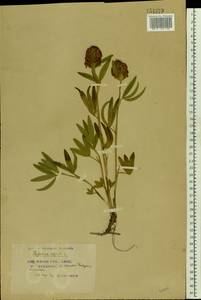 Trifolium alpestre L., Eastern Europe, Belarus (E3a) (Belarus)