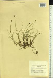 Carex stenophylla subsp. stenophylloides (V.I.Krecz.) T.V.Egorova, Siberia, Altai & Sayany Mountains (S2) (Russia)