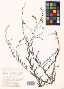 MHA 0 159 233, Linaria genistifolia (L.) Mill., Eastern Europe, Lower Volga region (E9) (Russia)