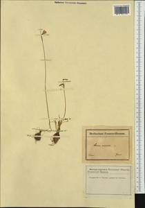 Acis autumnalis (L.) Sweet, Western Europe (EUR) (France)