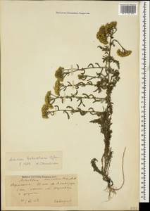 Achillea arabica Kotschy, Caucasus, Armenia (K5) (Armenia)