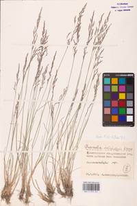 Puccinellia dolicholepis (V.I.Krecz.) Pavlov, Eastern Europe, Lower Volga region (E9) (Russia)